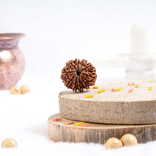Ten Mukhi Rudraksha (Nepali)