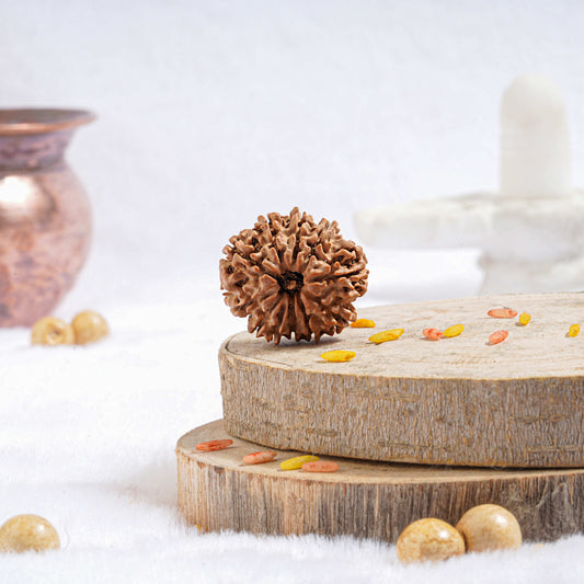 Eleven Mukhi Rudraksha (Nepali)