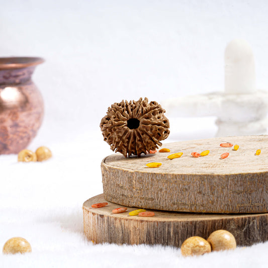 Twelve Mukhi Rudraksha (Nepali)