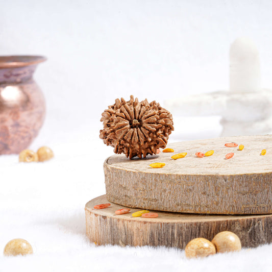 Thirteen Mukhi Rudraksha (Nepali)