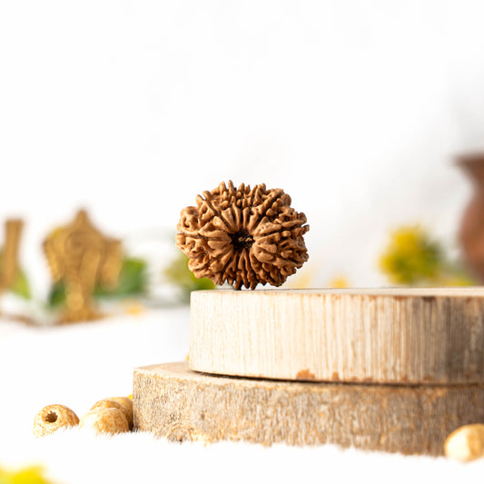 Fourteen Mukhi Rudraksha (Nepali)