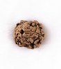 Two Mukhi Rudraksha (Nepali)