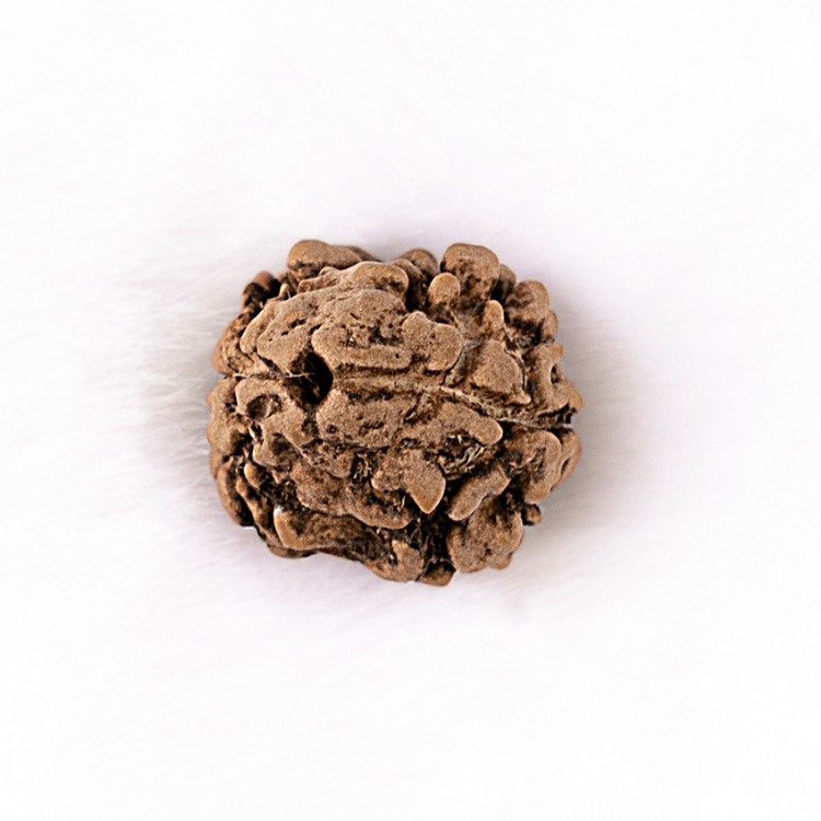 Two Mukhi Rudraksha (Nepali)