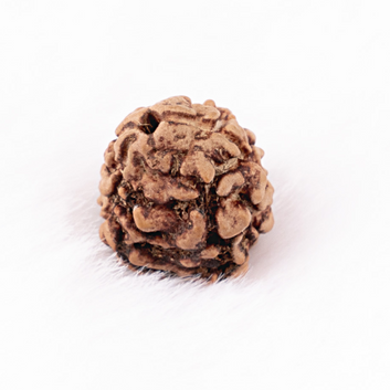 Two Mukhi Rudraksha (Nepali)