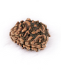 Two Mukhi Rudraksha (Nepali)