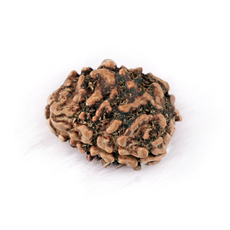 Two Mukhi Rudraksha (Nepali)