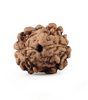 Two Mukhi Rudraksha (Nepali)