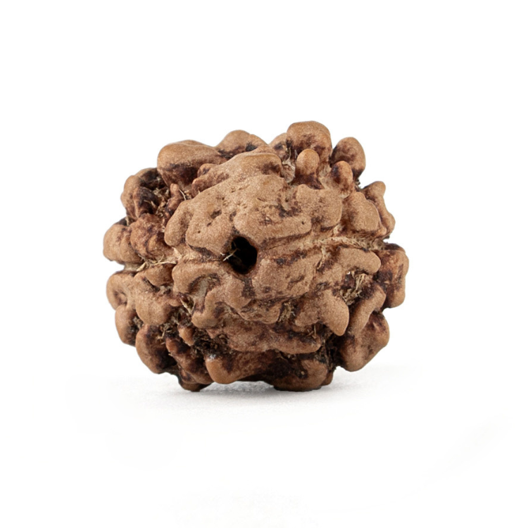 Two Mukhi Rudraksha (Nepali)