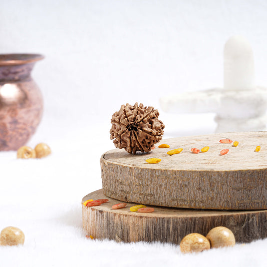 Eight Mukhi Rudraksha (Nepali)